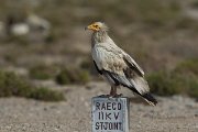 DPPhotography - Oman - Egyptian vulture - A