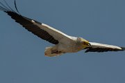 DPPhotography - Oman - Egyptian vulture - B