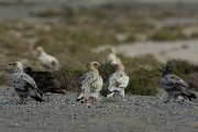 DPPhotography - Oman - Egyptian vulture - C