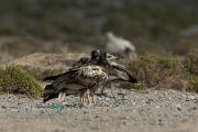 DPPhotography - Oman - Egyptian vulture - D