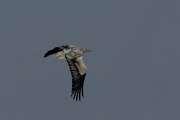 DPPhotography - Oman - Egyptian vulture - E