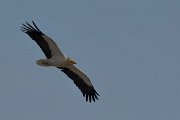 DPPhotography - Oman - Egyptian vulture - F