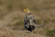 DPPhotography - Oman - Egyptian vulture - G
