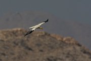 DPPhotography - Oman - Egyptian vulture - I