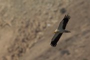 DPPhotography - Oman - Egyptian vulture - J