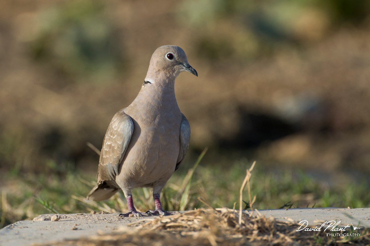 DPPhotography - Oman - Eurasian collared-dove - A.jpg - Eurasian collared-dove - Ain Tobruq, Oman
