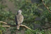 DPPhotography - Oman - Eurasian collared-dove - B