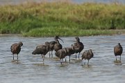DPPhotography - Oman - Glossy ibis - A