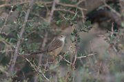 DPPhotography - Oman - Graceful prinia - A