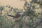 DPPhotography - Oman - Graceful prinia - B
