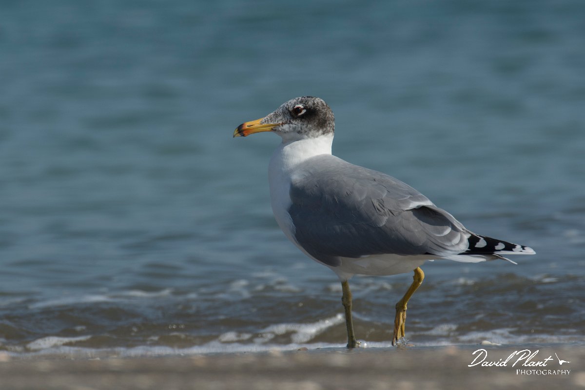 DPPhotography - Oman - Great black-headed gull - D.jpg - Great black-headed gull - Liwa, Oman