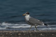DPPhotography - Oman - Great black-headed gull - A