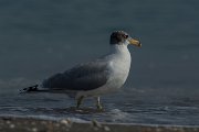 DPPhotography - Oman - Great black-headed gull - B