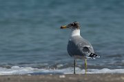 DPPhotography - Oman - Great black-headed gull - C