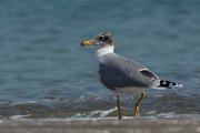 DPPhotography - Oman - Great black-headed gull - D