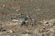 DPPhotography - Oman - Great knot - A