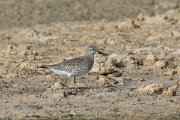 DPPhotography - Oman - Great knot - B