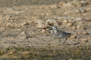 DPPhotography - Oman - Great knot - C