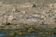 DPPhotography - Oman - Great knot - D