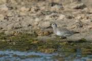 DPPhotography - Oman - Great knot - E