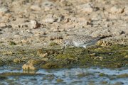DPPhotography - Oman - Great knot - F