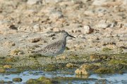 DPPhotography - Oman - Great knot - G