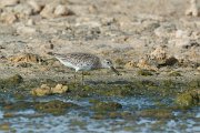DPPhotography - Oman - Great knot - H
