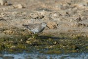 DPPhotography - Oman - Great knot - I