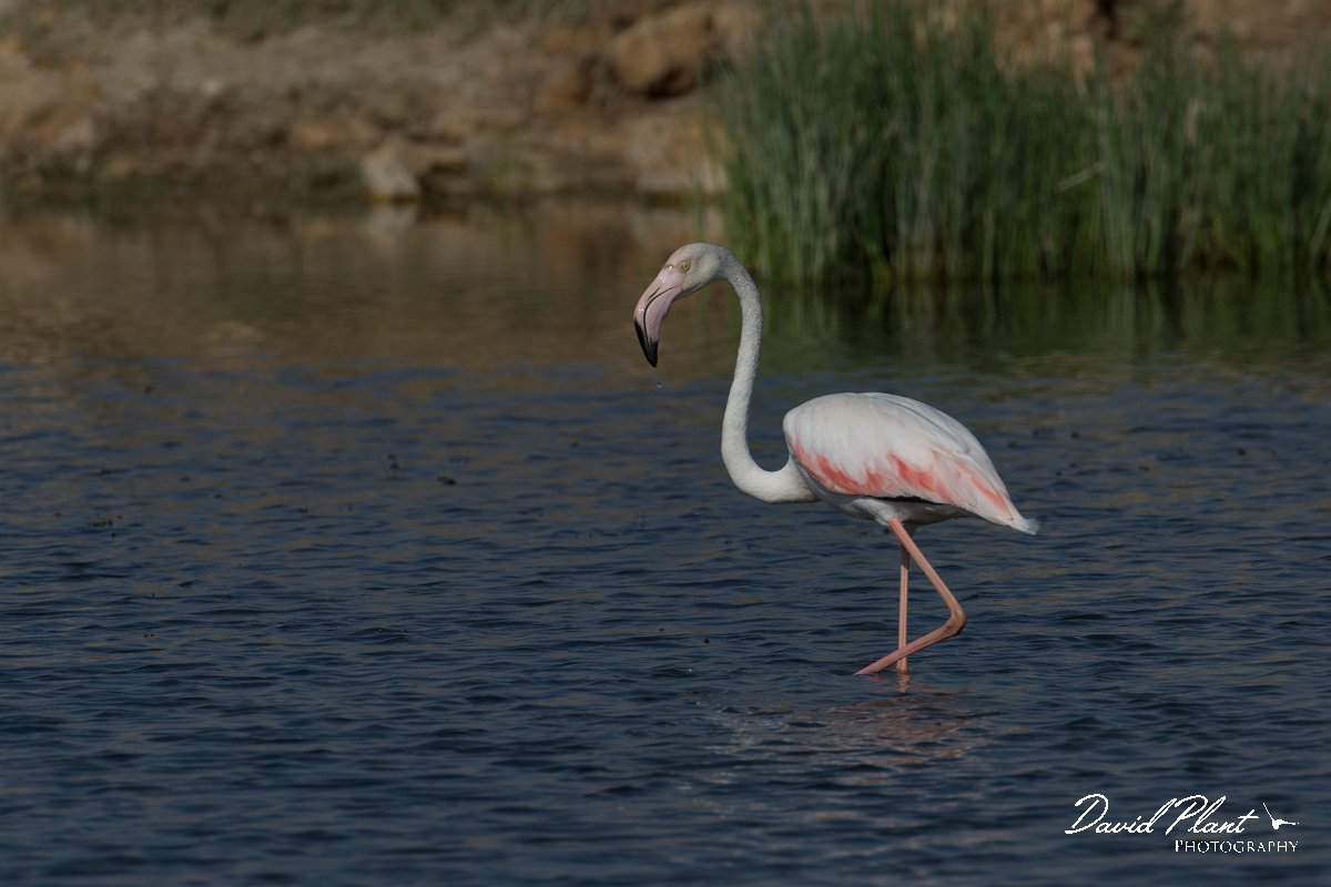 DPPhotography - Oman - Greater flamingo - B.jpg - Greater flamingo - Khawr Rawri South, Oman