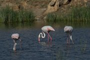 DPPhotography - Oman - Greater flamingo - A