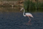 DPPhotography - Oman - Greater flamingo - B