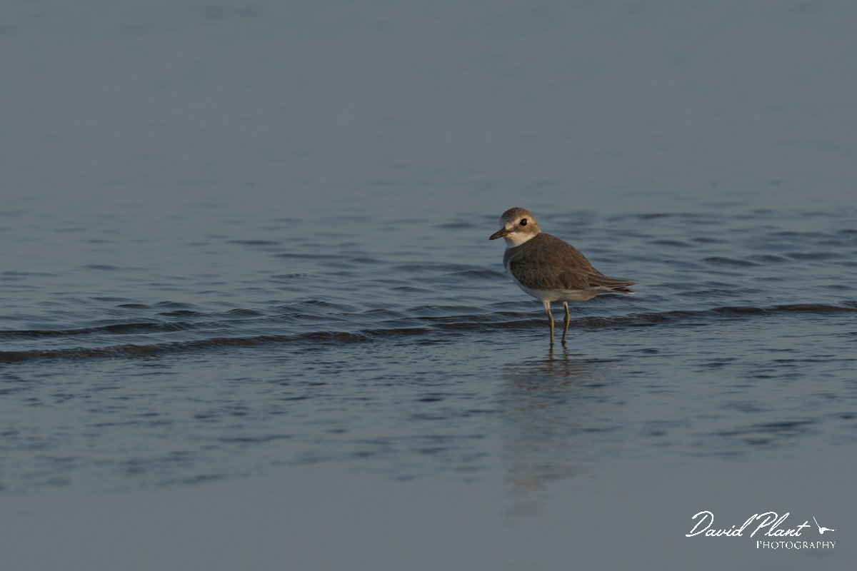 DPPhotography - Oman - Greater sand-plover - B.jpg - Greater sand-plover - Shinas mangroves, Oman