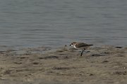 DPPhotography - Oman - Greater sand-plover - A