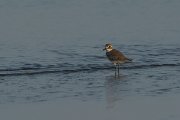 DPPhotography - Oman - Greater sand-plover - B