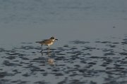 DPPhotography - Oman - Greater sand-plover - C