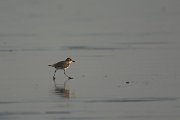 DPPhotography - Oman - Greater sand-plover - D