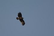 DPPhotography - Oman - Greater spotted eagle - B