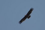 DPPhotography - Oman - Greater spotted eagle - D