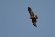 DPPhotography - Oman - Greater spotted eagle - E