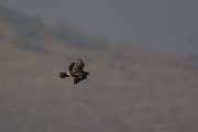 DPPhotography - Oman - Greater spotted eagle - F