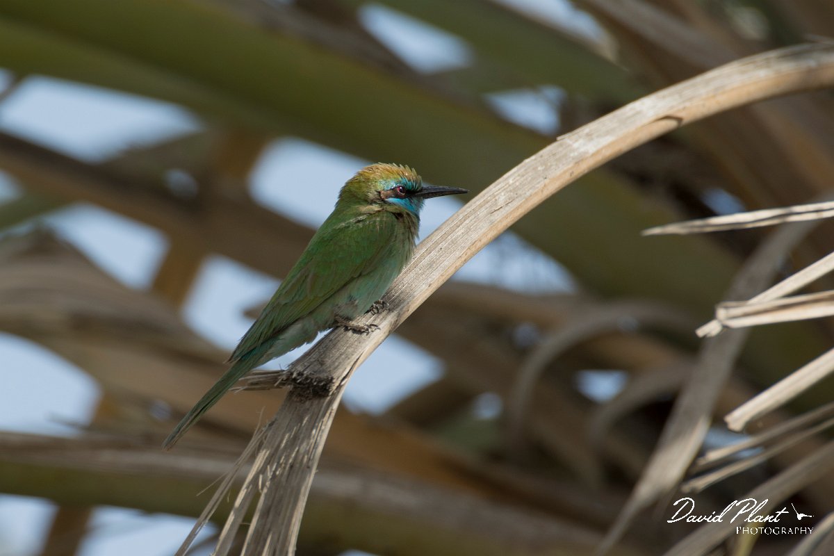 DPPhotography - Oman - Green bee-eater - A.jpg - Green bee-eater - Barka, Oman