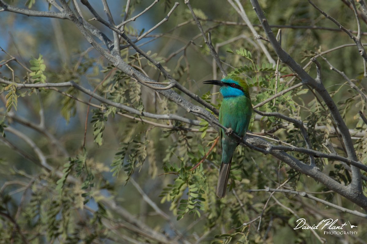 DPPhotography - Oman - Green bee-eater - C.jpg - Green bee-eater - Daghmar, Oman