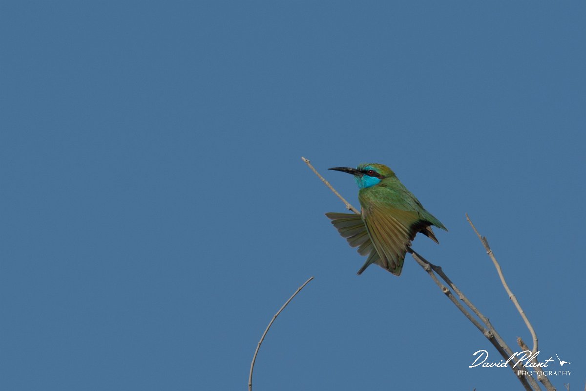 DPPhotography - Oman - Green bee-eater - D.jpg - Green bee-eater - Daghmar, Oman