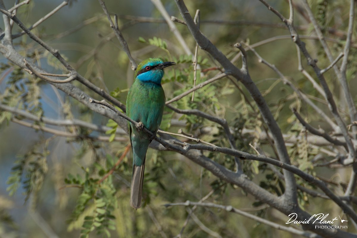 DPPhotography - Oman - Green bee-eater - F.jpg - Green bee-eater - Daghmar, Oman