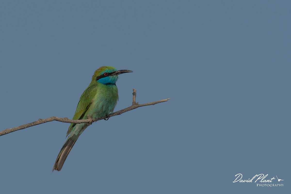 DPPhotography - Oman - Green bee-eater - H.jpg - Green bee-eater - Daghmar, Oman