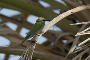 DPPhotography - Oman - Green bee-eater - A