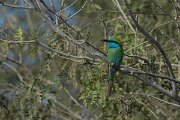 DPPhotography - Oman - Green bee-eater - C