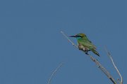 DPPhotography - Oman - Green bee-eater - E