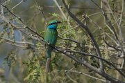 DPPhotography - Oman - Green bee-eater - F