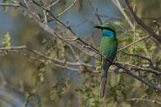 DPPhotography - Oman - Green bee-eater - G